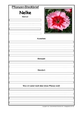 Pflanzensteckbrief-Nelke.pdf